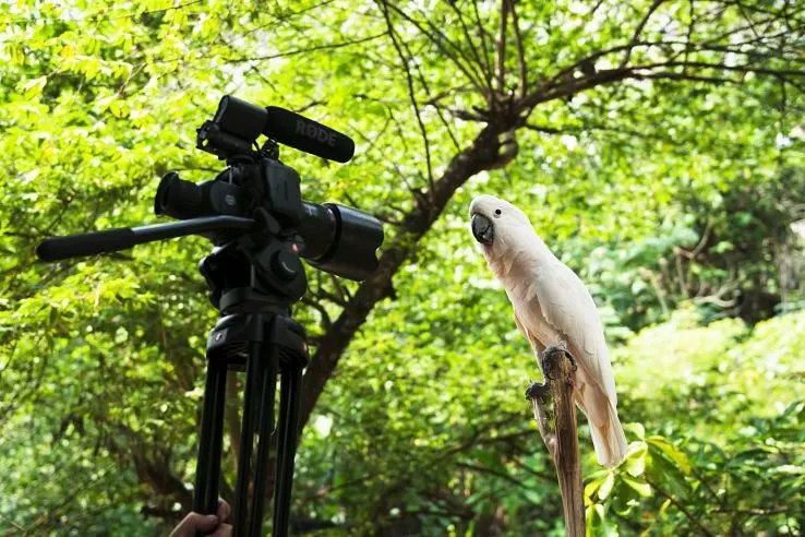 Khao Kheow Open Zoo Day Trip from Pattaya