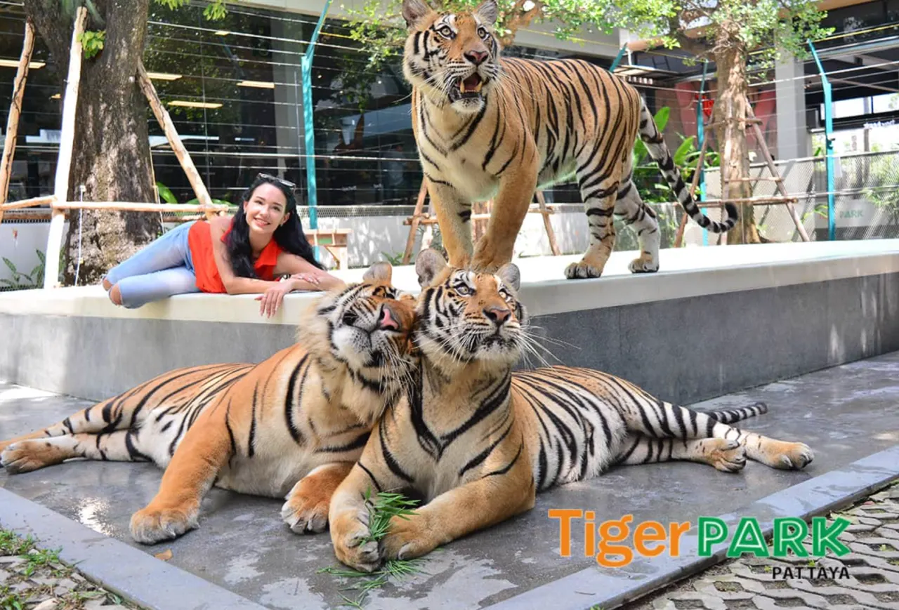 Tiger Park Pattaya: Close Encounter and Photos with Tigers