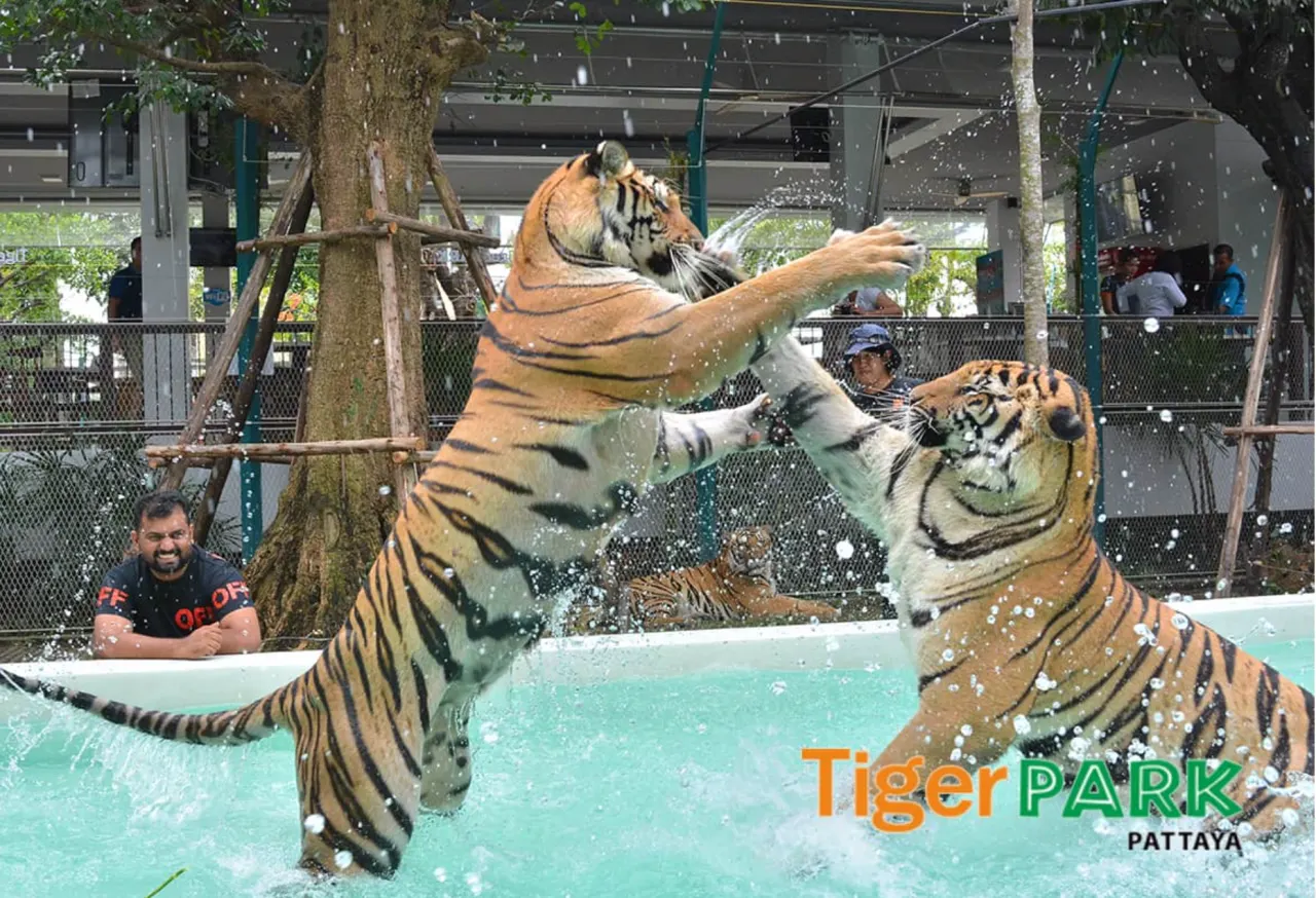 Tiger Park Pattaya: Close Encounter and Photos with Tigers