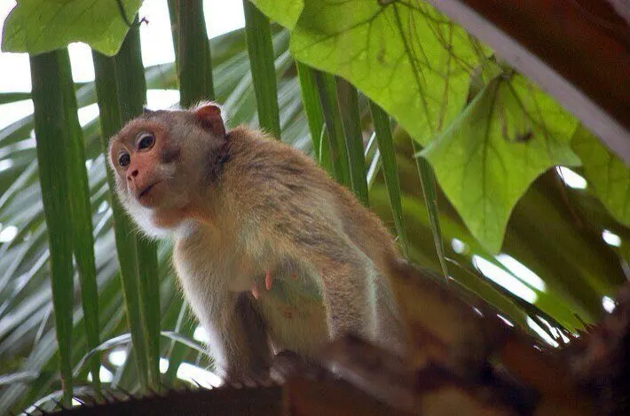Khao Kheow Open Zoo Day Trip from Pattaya