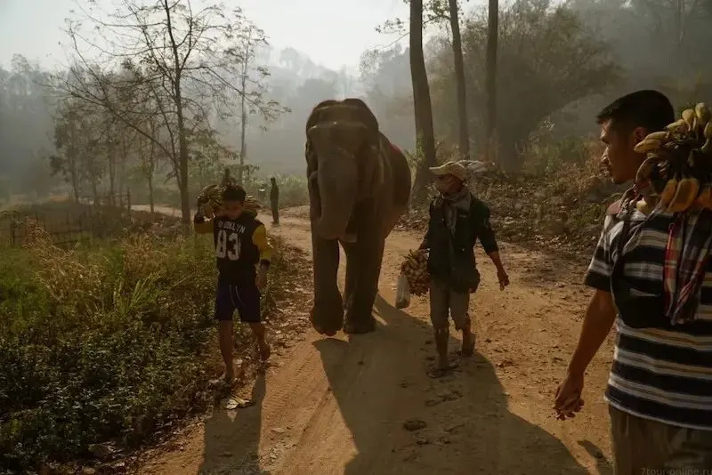 Pattaya Elephant Jungle Sanctuary Half-Day Tour With Mud Spa