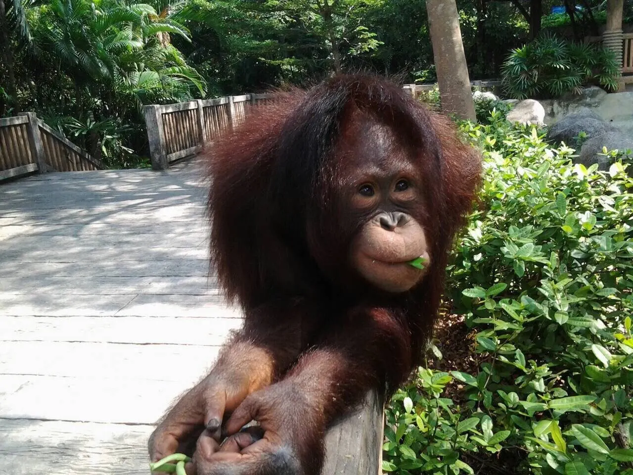 Khao Kheow Open Zoo Day Trip from Pattaya