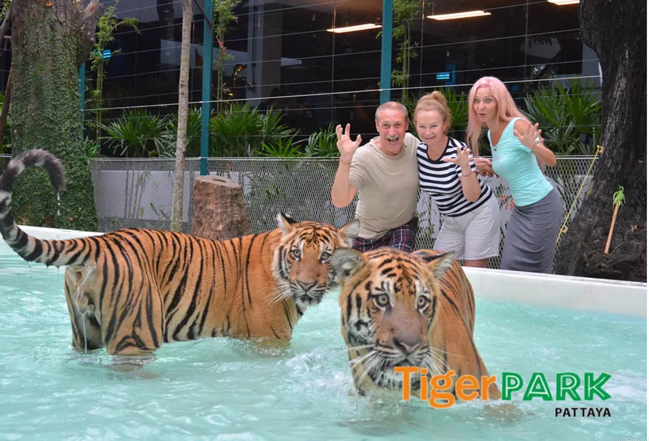 Tiger Park Pattaya: Close Encounter and Photos with Tigers