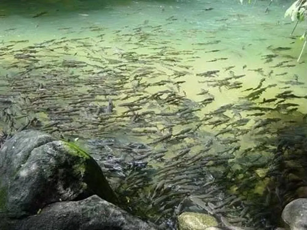 Chanthaburi Day Trip from Pattaya: Waterfall, Oysters and Gem Canyon
