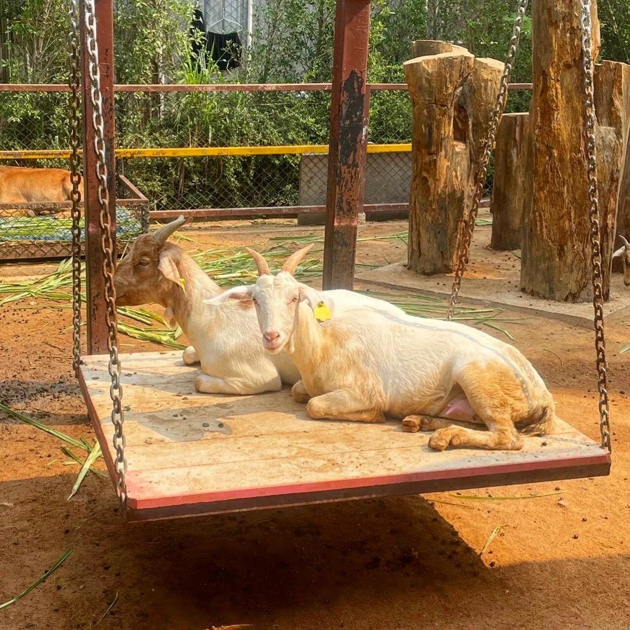 Thai Safari From Pattaya: Khao Kheow Open Zoo and Siri Tiger Park