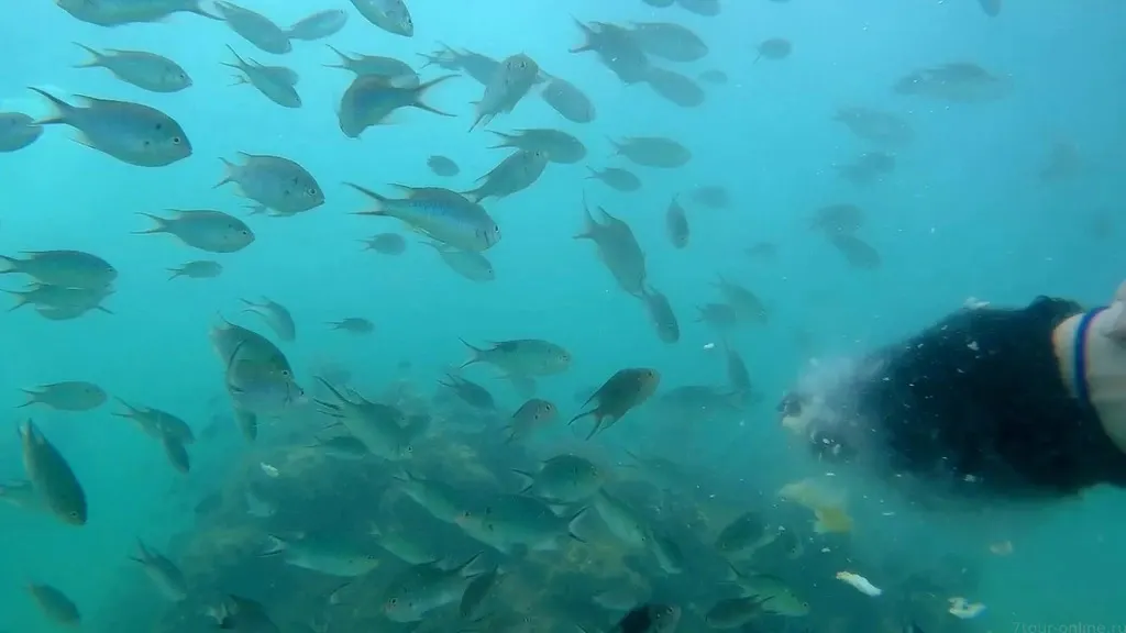 Pattaya'dan Ko Sak adası sürat teknesi turu