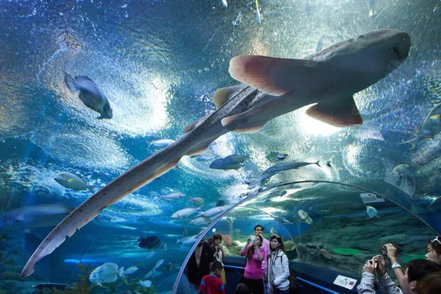 Underwater World Pattaya Aquarium Tour with Hotel Transfer thumbnail