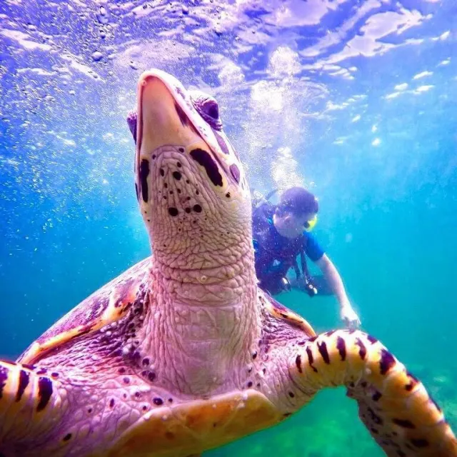 Scuba Diving in Pattaya for Beginners and Certified Divers thumbnail