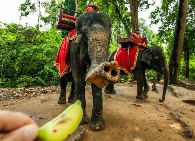 Pattaya Elephant Village Elephant Riding Tour thumbnail