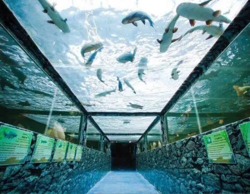 Monster Aquarium Pattaya Private Tour With Hotel Transfer thumbnail