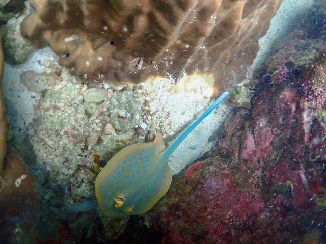 Pattaya Snorkeling Tour to Samae San Islands and Nang Ram Beach thumbnail