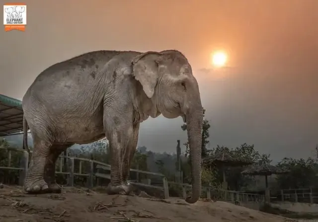 Pattaya Elephant Jungle Sanctuary Half-Day Tour With Mud Spa thumbnail