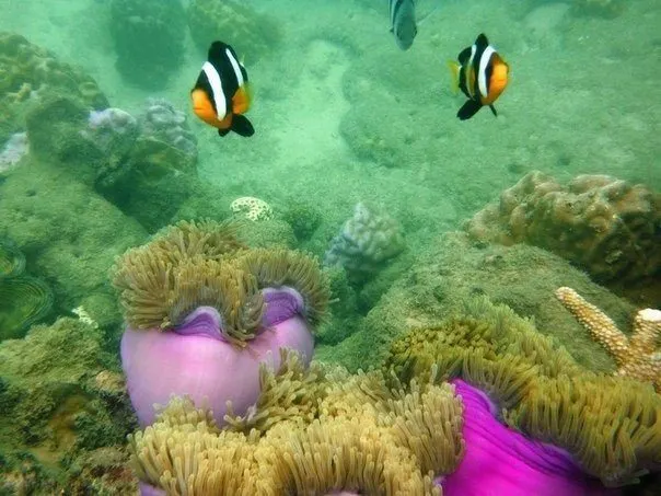 Princess Island Ko Samae San Day Trip from Pattaya thumbnail