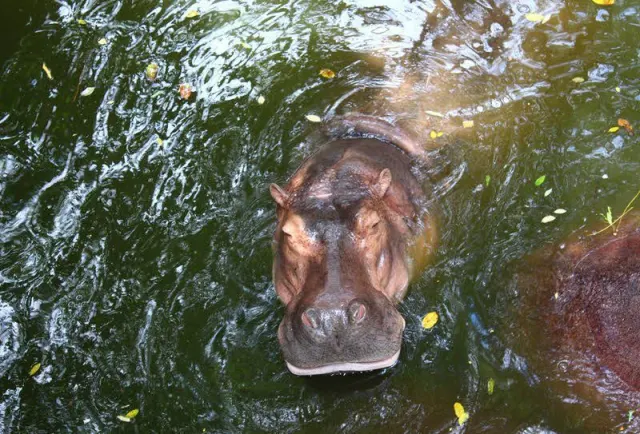 Khao Kheow Open Zoo Day Trip from Pattaya thumbnail