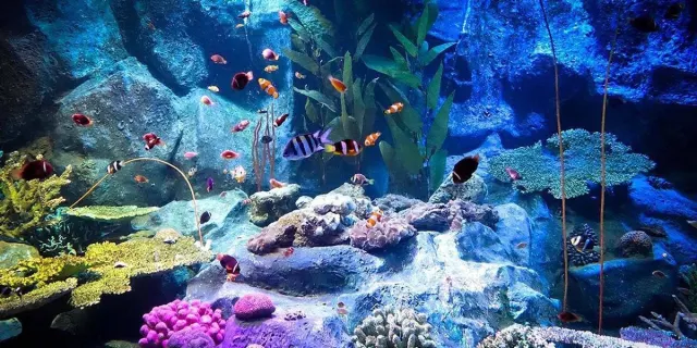 Underwater World Pattaya Aquarium Tour with Hotel Transfer thumbnail
