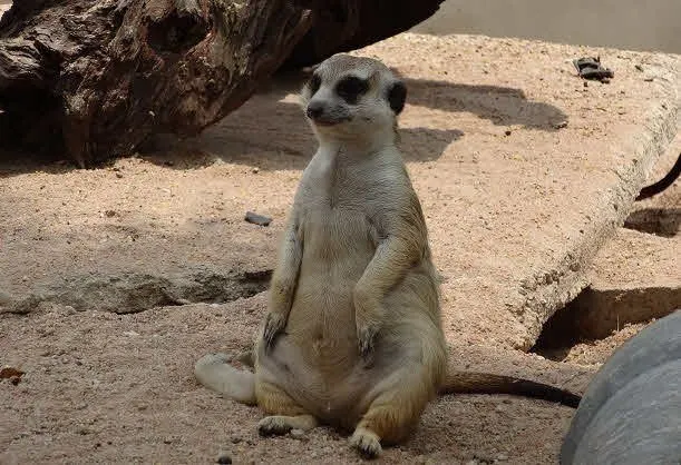 Khao Kheow Open Zoo Day Trip from Pattaya thumbnail