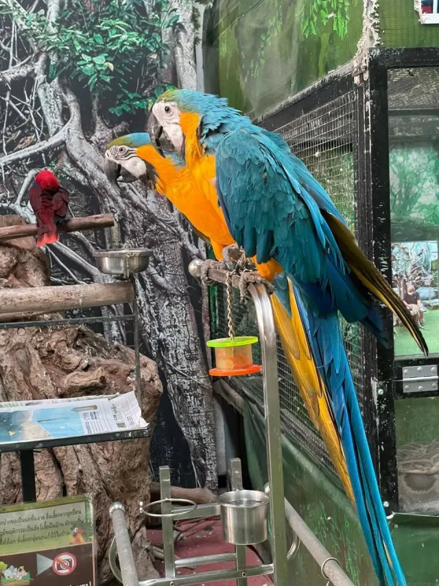 Pattaya Kids Tour: Dolphin Show, Pony Club and Monster Aquarium thumbnail