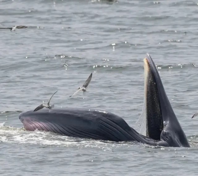 Whale Watching Day Trip from Pattaya in the Gulf of Thailand thumbnail