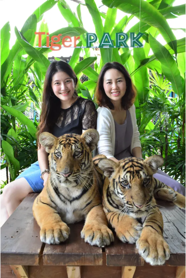 Tiger Park Pattaya: Close Encounter and Photos with Tigers thumbnail