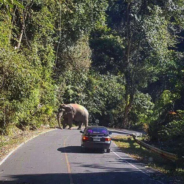 Khao Yai National Park Waterfalls Day Trip from Pattaya thumbnail