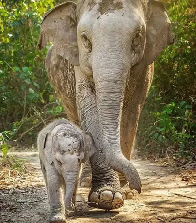 Pattaya Elephant Jungle Sanctuary Half-Day Tour With Mud Spa thumbnail