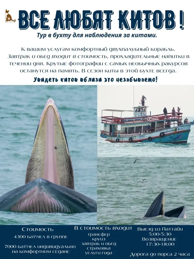 Whale Watching Day Trip from Pattaya in the Gulf of Thailand thumbnail