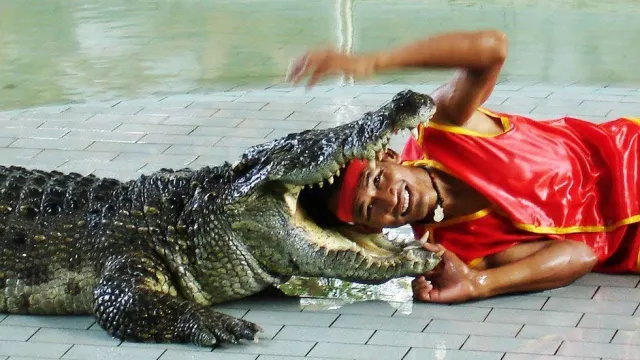 Pattaya timsah çiftliği ve Milyon Yıllık Taş Parkı turu thumbnail