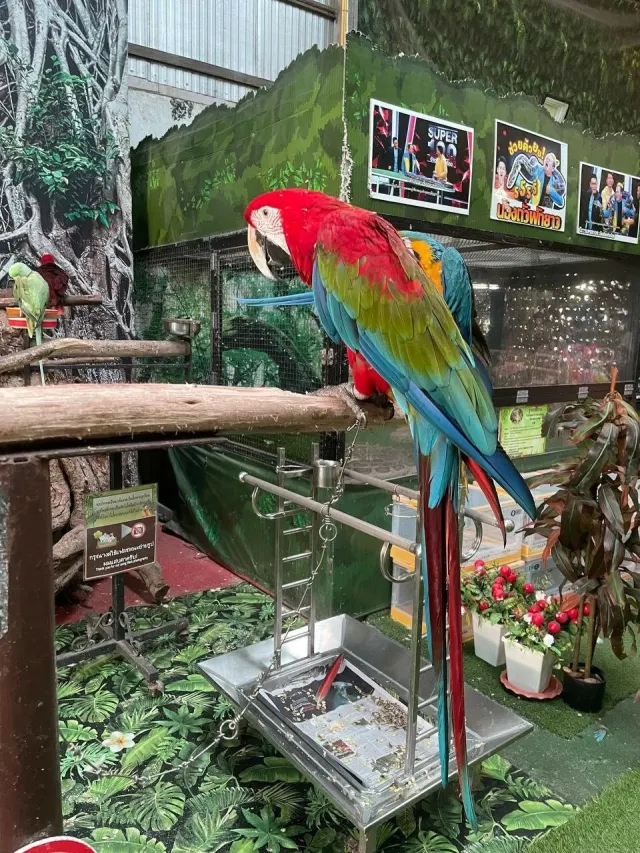 Pattaya Kids Tour: Dolphin Show, Pony Club and Monster Aquarium thumbnail