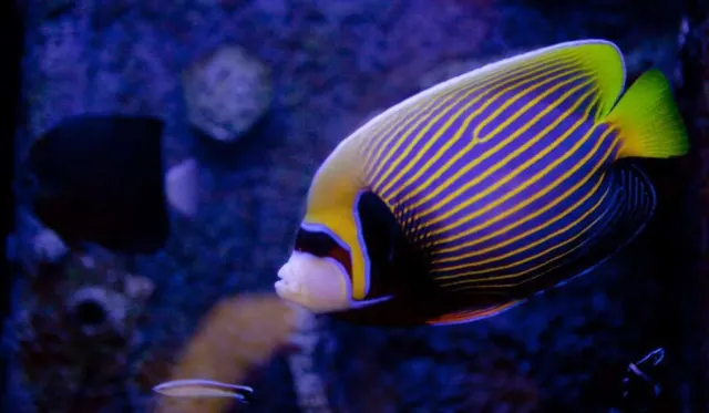 Underwater World Pattaya Aquarium Tour with Hotel Transfer thumbnail