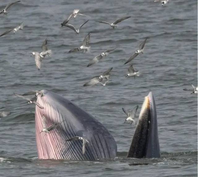 Whale Watching Day Trip from Pattaya in the Gulf of Thailand thumbnail