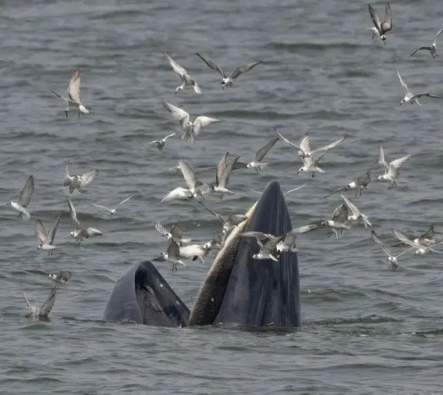 Whale Watching Day Trip from Pattaya in the Gulf of Thailand thumbnail