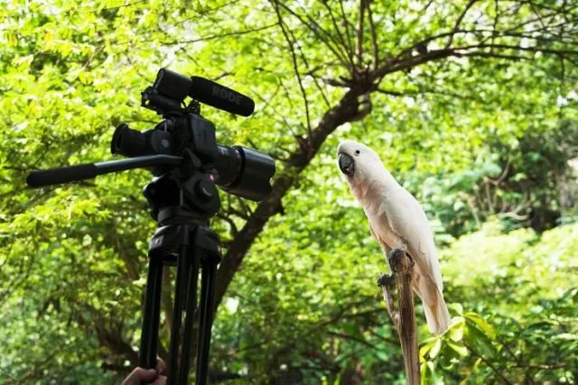 Khao Kheow Open Zoo Day Trip from Pattaya thumbnail