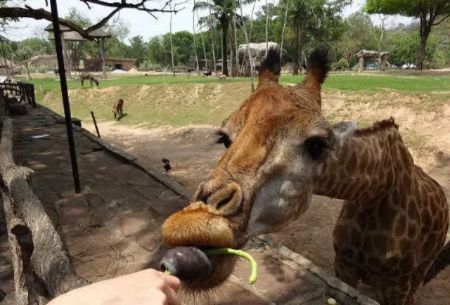 Khao Kheow Open Zoo Day Trip from Pattaya