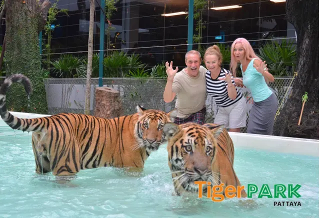 Tiger Park Pattaya: Close Encounter and Photos with Tigers thumbnail